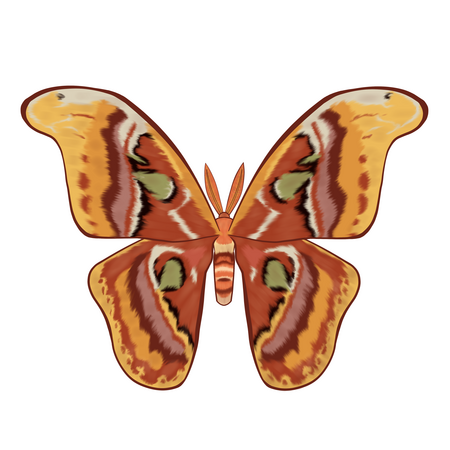 Moth Comm